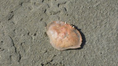 Sahilde ıslak kumun üzerinde duran yengeç kabuğunun yakın çekimi.