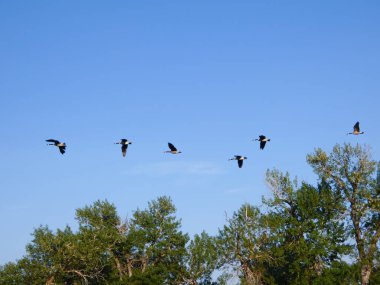 Bir kaz sürüsü açık mavi gökyüzünde yeşil ağaçların tepesinde uçuyor. Özgürlüğü, göçü ve doğal uyumu yakalar.