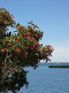 Yeşil bir çalılıktaki kırmızı dutlar açık bir gökyüzünün altında açık mavi bir göle karşı yelkenli tekneleri ve uzak çayır manzarası. Alberta 'daki doğal güzelliği vurgular