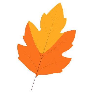 Tırtıklı kenarları olan 2d parlak turuncu karaağaç yaprağı sonbahar tasarımları, mevsimsel sanat veya doğa grafikleri için idealdir..