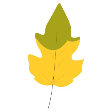 Temel şekilli 2d yeşil karaağaç yaprağı, çevre dostu tasarımlar, orman çizimleri veya bitki setleri için harika..