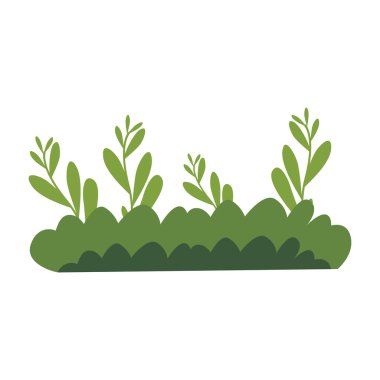 2D zemin çalıları düşük, çalılık bir tarzda çalılık yapıyor. Orman zeminleri ya da bahçe elementleri için ideal.