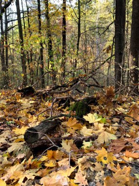 Ormanda sonbahar yaprakları