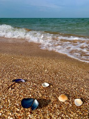 Sahilde deniz taşları ve deniz kabukları