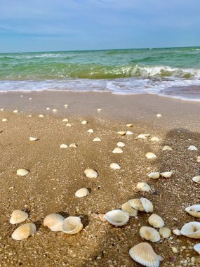 Kumsalda deniz kabukları