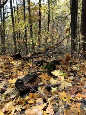 Ormana düşen yapraklar