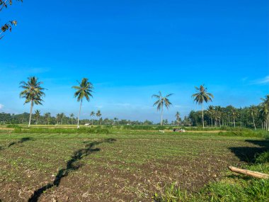 pirinç tarlaları, yeşil ağaçlar ve Endonezya 'da mavi gökyüzü