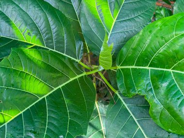 bitkinin yeşil yaprakları