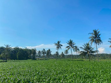 Kırsal manzarası çok güzel.
