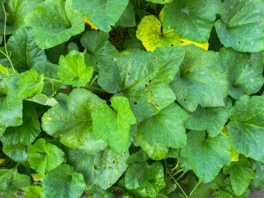 Endonezya 'daki tarlaların ortasında yeşil pirinç tarlası