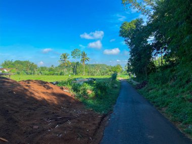 Endonezya 'daki tarlaların ortasında yeşil pirinç tarlası