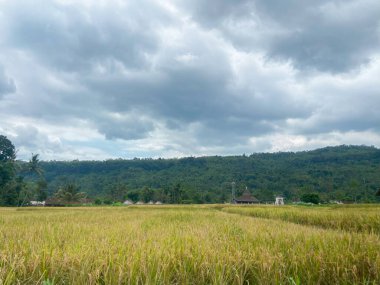 Mavi gökyüzü ve bulutlu yeşil pirinç tarlası.