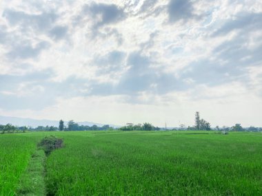 Endonezya 'daki tarlaların ortasında yeşil pirinç tarlası