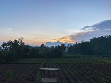 Pilav tarlalarının üzerinde güneş doğuyor.