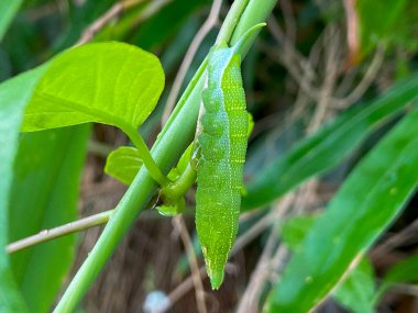 Endonezya 'daki yeşil yapraklı yeşil tırtıl..