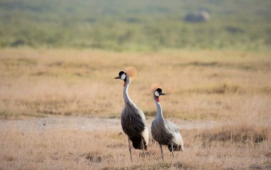 Savannah 'da taçlı turna çifti. Yüksek kalite fotoğraf