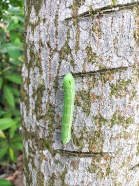 Yeşil Tırtıl Ağaç Kabuğuna tırmanıyor Doğadaki Göz Benzeri İşaretlerle Tırtılın Yakın Çekimi