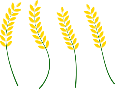 Pirinç Bitkisi Kulak Vektör İllüstrasyonu Altın Tahıllar ve Yeşil Sapık, Beyaz Arkaplanda İzole Edilmiş