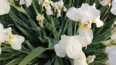 Sarı merkezli bir sürü beyaz süsen çiçeği, yakın plan..