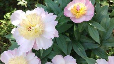 Geniş, süt çiçekli şakayık çiçekleri, tek bir çalıda tomurcuklar.