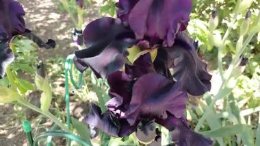 Siyah, koyu mor süsen çiçekleri yaz ve baharda bahçede açar..