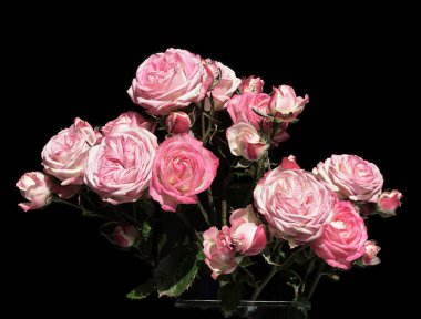 Siyah arka planda pembe güller, yakın plan..