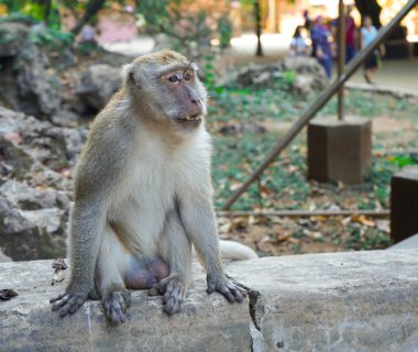      Asya 'da güneşli bir yaz gününde parktaki bir korkulukta oturan bir maymunun yakın çekimi..                          