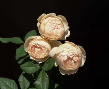           Siyah arka planda yeşil yapraklı bej ve sarı güller..                     