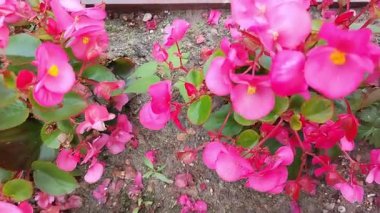 Bahçe dekorasyonu olarak yeşil yapraklı pembe begonyalar, manzara tasarımı.