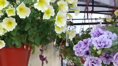 Farklı renklerde petunyalar, sarı, mor, saksılarda beyaz..