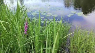 Büyük bir göl, mavi su ve yeşil sazlıklar kıyıda yetişen çimenler, bir yaz manzarası..