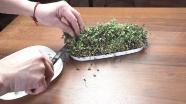 Bir kadın sağlıklı beslenmek için ev yapımı mikro sebzeleri doğruyor..