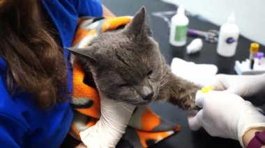 Veteriner kliniğinde bir kedinin tedavisi. Kediye serum verilir.