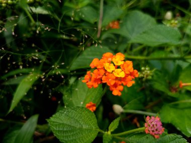 Canlı Turuncu Yaban Çiçeği Tam Çiçek Doğa Arkaplanı