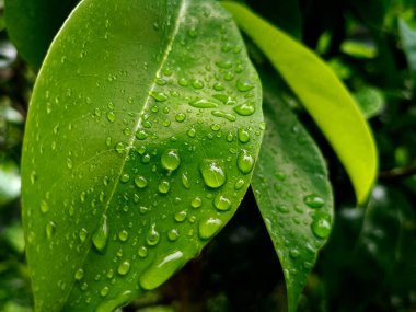 Arkaplan için Yağmur Damlacıklarıyla Yeşil Yaprağın Yakın Çekimi