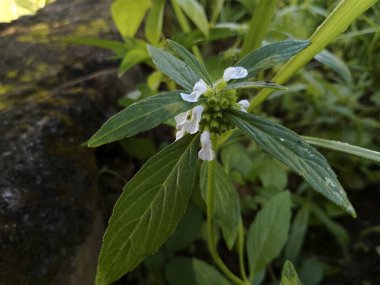 Yeni Beyaz Çiçek Vahşi Yeşillikte Çiçek Açıyor