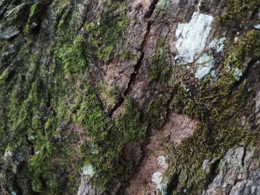 Doğal Ağaç Kabuğu Dokusunun Ayrıntılı Yakın Çekimi