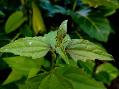 Taze Yeşil Yaprağın Doğal Dokuya Yakın Çekimi