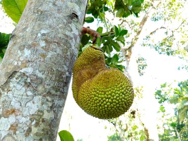 Ağaçta Eşsiz Meyve Askısı