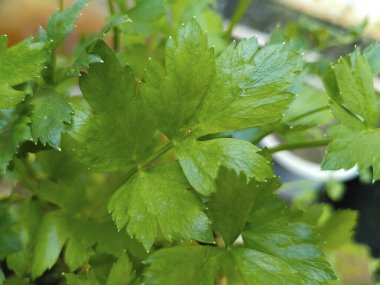 Sağlıklı Kereviz Doğal Yeşil Doku Botanik Yakın Çekimi Yapıyor
