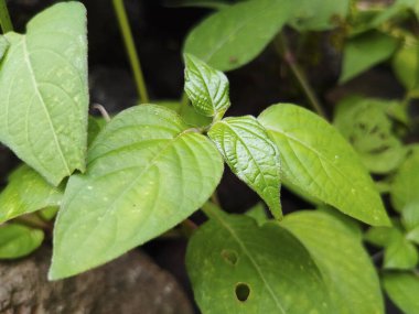 Canlı Tropikal Yeşil Yapraklar Parlak Yüzey ve Doğal Örnekler