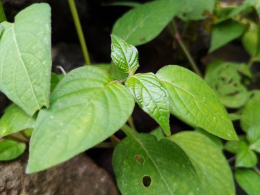 Parlak Yeşil Gün Işığı Dokusuyla Yakın Çekim Tropikal Yaprak Yaprağı