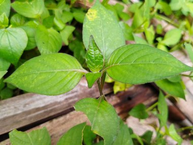 Parlak Yeşil Gün Işığı Dokusuyla Yakın Çekim Tropikal Yaprak Yaprağı