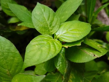Doğal Işıkta Pürüzsüz Parlak Yüzeye sahip Taze Yeşil Tropikal Yapraklar