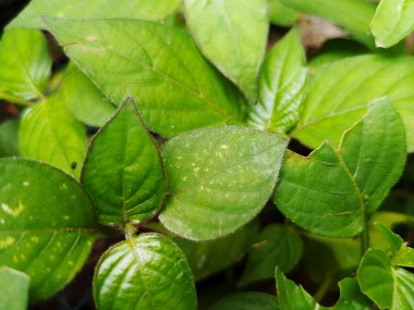 Doğal Işıkta Pürüzsüz Parlak Yüzeye sahip Taze Yeşil Tropikal Yapraklar