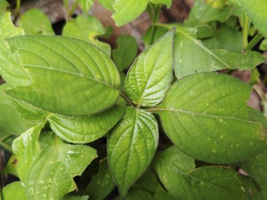 Taze Yeşil Tropikal Yaprakların Yakın Çekimi ve Doğal Doku ve Parlak Arkaplan Yüzeyi