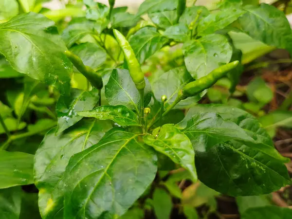 Taze Yeşil Biberlerin Yakın Çekimi Yeşil Yeşil Yapraklı Organik Baharatlı Sebzeler