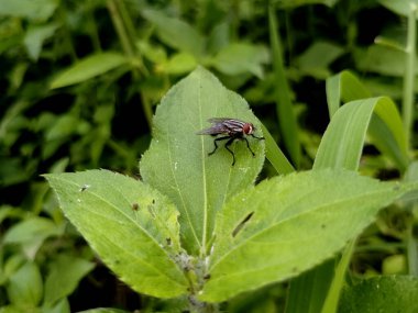 Doğal Bahçede Yeşil Yaprakta Böcek Uçuyor