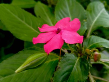 Parlak Pembe Yaban Çiçeği Doğada Yeşil Yapraklarla Çiçek açıyor