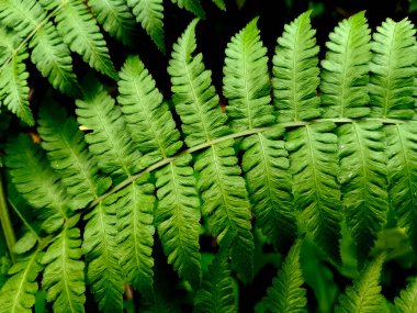 Taze Yeşil Eğreltiotunun Kapanışı Doğal Tropikal Şekliyle Yapraklar